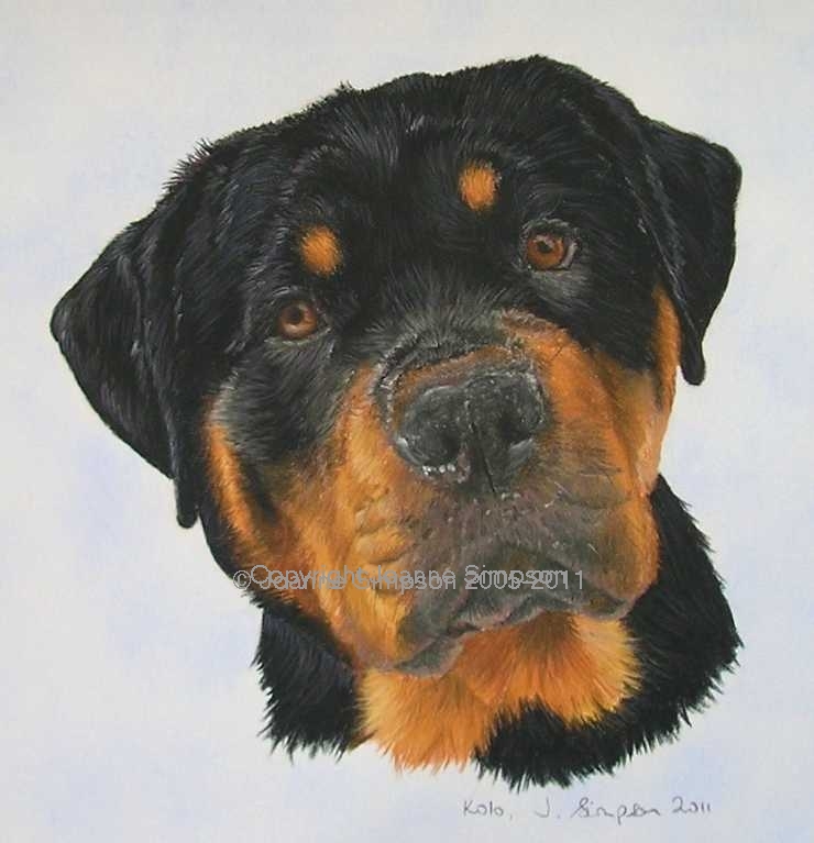 Rottweiler pet portrait by Joanne Simpson